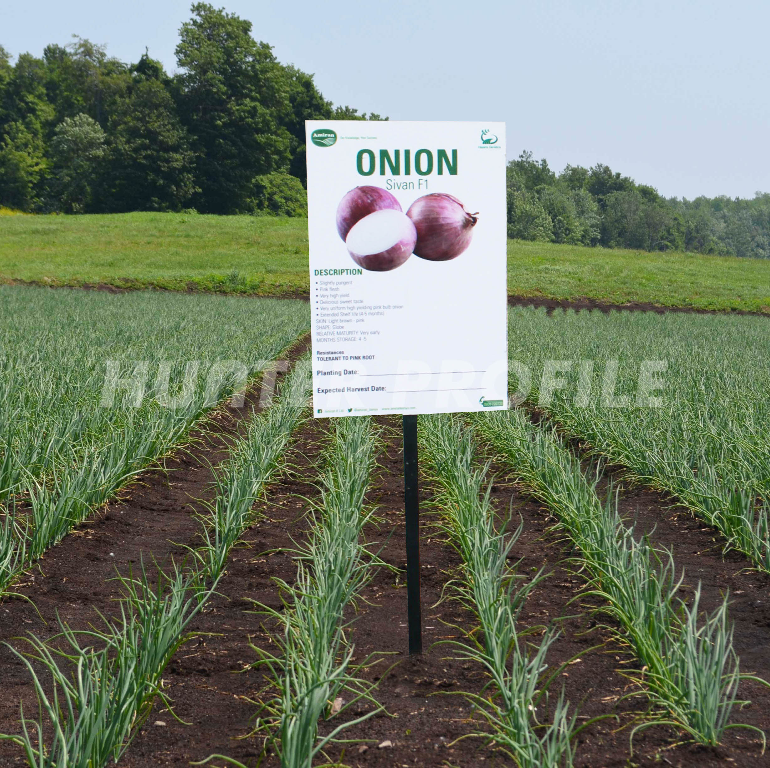 onion-plantation with placard